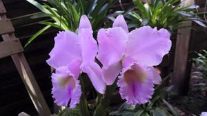 Rhyncholaeliocattleya Turandot