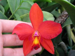 Cattleya Precious Jewel