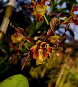 Dendrobium Ly's Pride