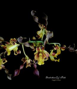 Dendrobium Ly's Pride