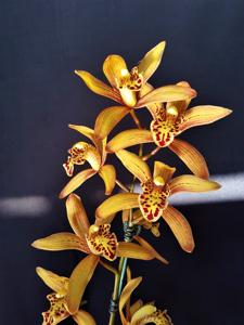 Cymbidium Chen's Ruby