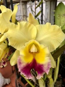 Rhyncholaeliocattleya Goldenzelle