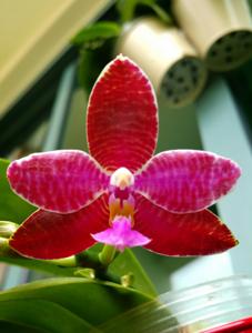 Phalaenopsis Chienlung Super Eagle-lueddemanniana