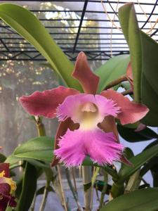 Rhyncholaeliocattleya Praetii