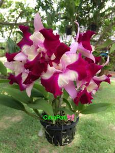 Cattleya Nakornchaisri Fancy