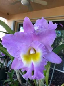 Rhyncholaeliocattleya Mount Hood