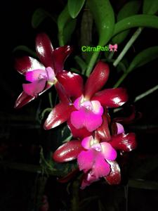 Cattlianthe Sagarik Wax