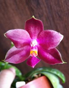 Phalaenopsis Jungo Cherry