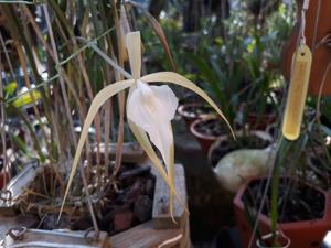 Brassavola Crazyarachno