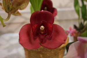 Lycaste Chita Sunset