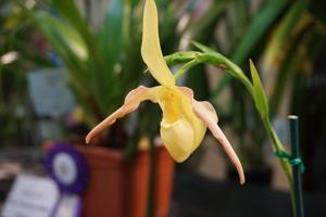 Phragmipedium Lutz Röllke