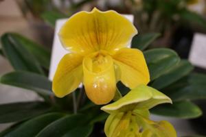 Paphiopedilum In-Charm Topaz