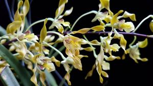 Dendrobium Goldmine