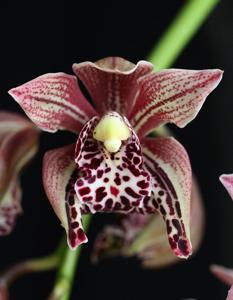 Cymbidium Neal Tadlock