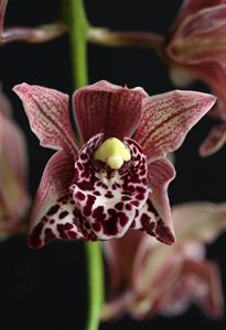 Cymbidium Neal Tadlock