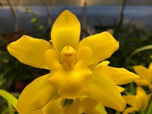 Cymbidium Golden Elf