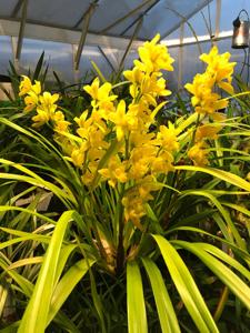 Cymbidium Golden Elf