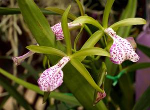 Brassocattleya Binosa