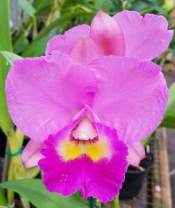 Cattleya Dal's Marvel