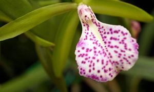 Brassocattleya Binosa