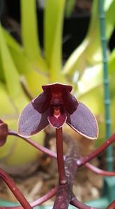 Cymbidium Helen Bannerman