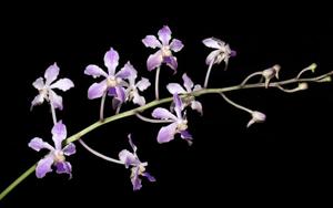 Vanda Blue Button