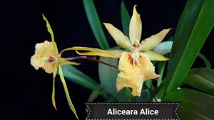 Gombrassiltonia Alice
