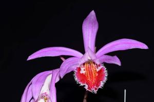 Pleione Wharfedale