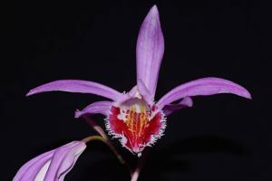 Pleione Wharfedale