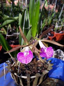 Brassocattleya Nodata