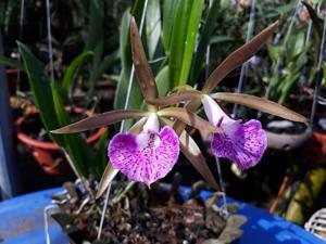 Brassocattleya Nodata