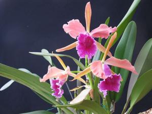 Cattleya Luminosa (1901)