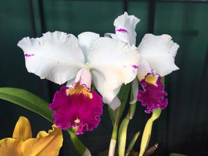 Cattleya Cheri Belle