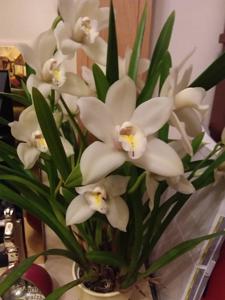 Cymbidium Earlisue