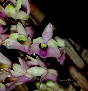 Dendrobium Monalex