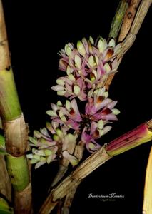 Dendrobium Monalex