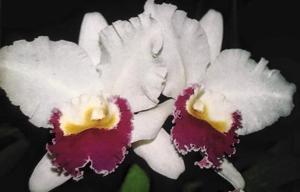 Rhyncholaeliocattleya Ewart McDonald