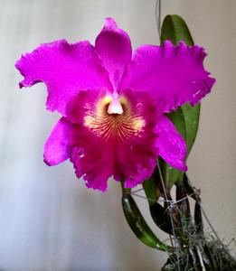 Rhyncholaeliocattleya Lucky Strike