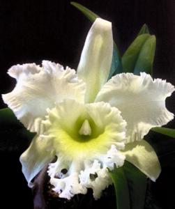 Rhyncholaeliocattleya Elizabeth Hearn