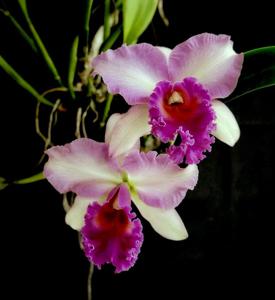 Rhyncholaeliocattleya Pink Diamond