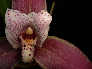 Lycaste smeeana