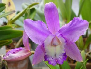 Cattleya Love Knot