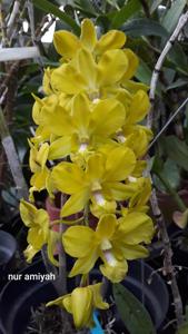 Dendrobium Beenana