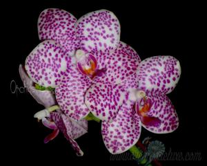 Phalaenopsis Zheng Min Beetle