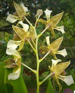 Dendrobium New Guinea