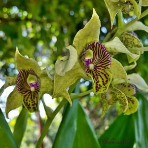 Dendrobium New Guinea