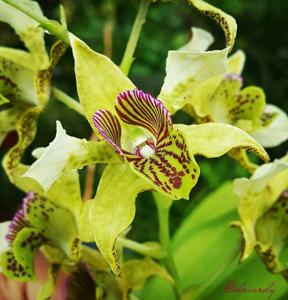 Dendrobium New Guinea