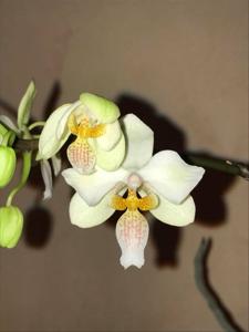 Phalaenopsis Little Dragon