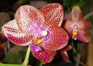 Phalaenopsis Mituo King