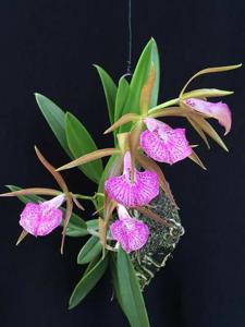 Brassocattleya Nodata